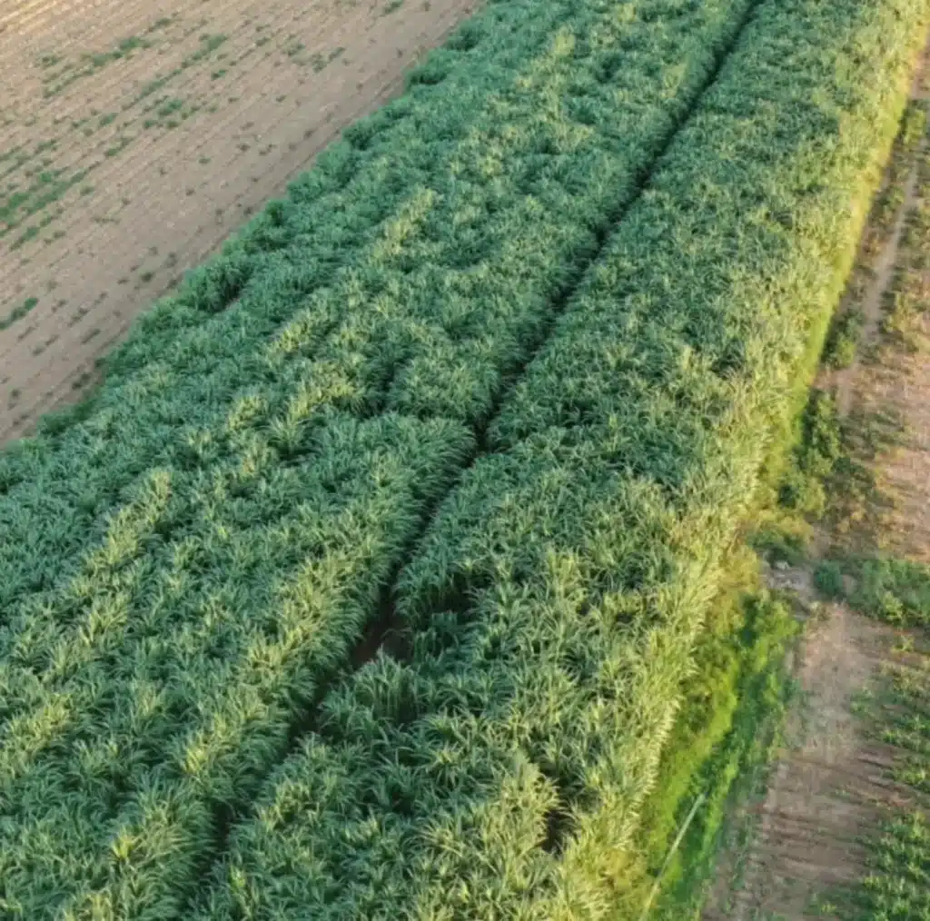 maralfalfa