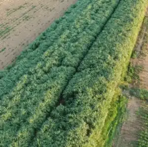 maralfalfa